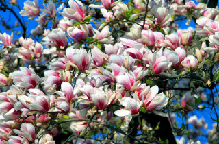 Pink flower tree sun blossoms - a clear day free wallpaper