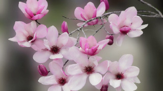 Pink flowers tree branch blurry - a bunch free wallpaper