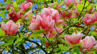 Pink flowers tree green leaves - the sun light free wallpaper for desktop