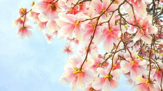 Pink flower tree bird sky - a white bird free wallpaper for desktop