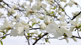 White flowered tree leaves sky - branch and a sky background free wallpaper