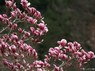 Tree pink flowers forest mountain - a forest area free wallpaper