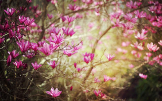 Pink flowers tree branch woods - a bunch free wallpaper