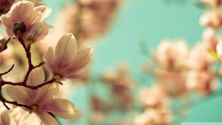 Branch pink flowers blue sky 3 - visible free wallpaper
