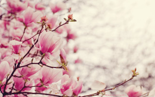 Pink flowers tree sky white - farid mansour free wallpaper for desktop