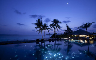 Pool lights palm trees night - the water and palm trees free wallpaper