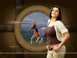 Woman horse brown white background - a horse free wallpaper for desktop