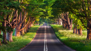Road trees grass forest nature - both side of the road free wallpaper
