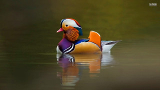 Colorful duck floating lake forest - duck free wallpaper