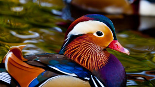 Colorful duck floating water lake - arthur quartley free wallpaper