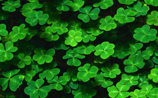 Green shamrocks field grass leaves - a field of grass free wallpaper for desktop