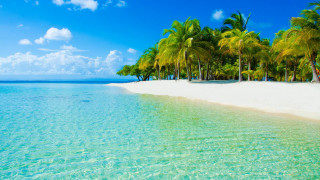 Beach palm trees clear water 16 - clear water free wallpaper