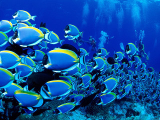 Fish coral reef diver ocean 8 - a large group of fish swimming over a coral reef in the ocean free wallpaper