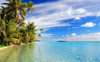Tropical beach palm trees clear 11 - clear water free wallpaper