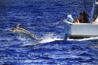 Dolphin jumping water people boat - a fishing rod free wallpaper