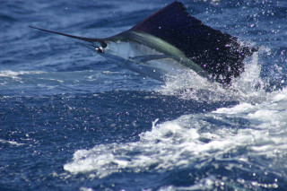 Sailfish caught boat ocean sail - a boat in the ocean free wallpaper
