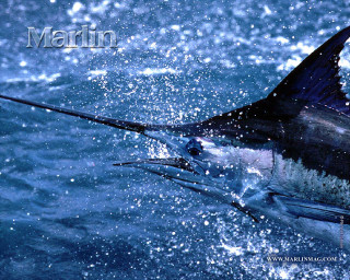 Marlin caught fishing rod hook - chrome free wallpaper