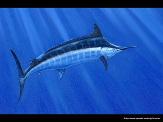 Blue marlin fish water sunlight - digital painting free wallpaper for desktop