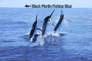 Three dolphins jumping water black - the water together free wallpaper