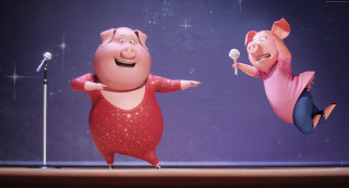 Two pigs performing stage show - david young cameron free wallpaper