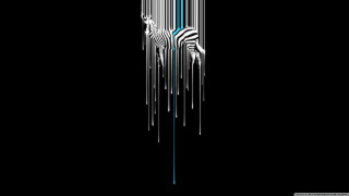 Zebra black background blue line - a zebra free wallpaper