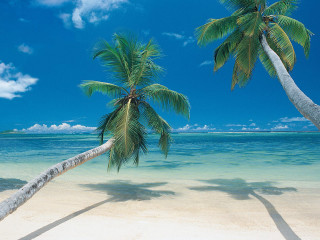 Palm tree beach ocean blue 2 - the ocean in the background free wallpaper for desktop