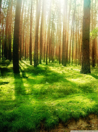 Forest trees grass bench nature - free forest wallpaper for mobile