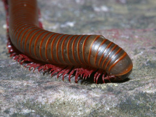 Large brown caterpillar red striped - full body portrait free wallpaper for desktop