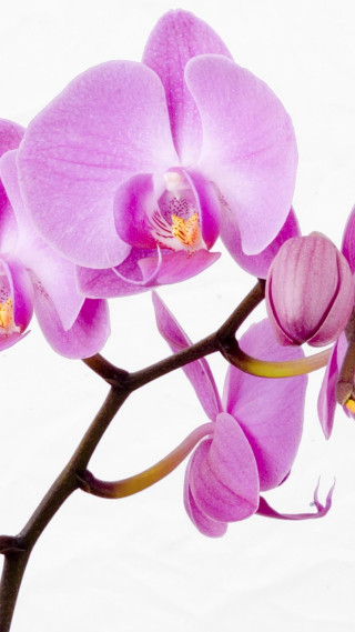 Purple flower branch macro photorealism - this image free wallpaper for mobile