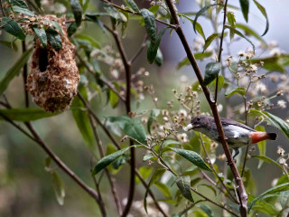Bird branch birdhouse eating jungle - wildlife photography free wallpaper for desktop