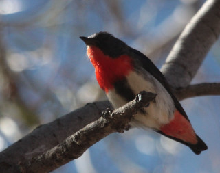 Small bird perched branch blue - a tree branch in the sun free wallpaper