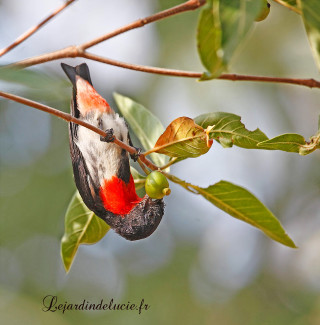 Bird branch leaves red white - back end free wallpaper for tablet