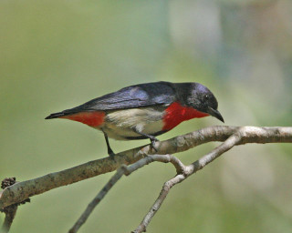 Small bird perched branch ecological 2 - a blurry background of leaves free wallpaper for desktop