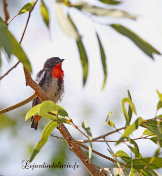 Small bird branch leaves sky - free bird wallpaper for tablet