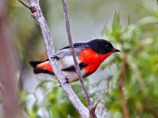 Red black bird forest ecological - a tree branch in a forest area free wallpaper