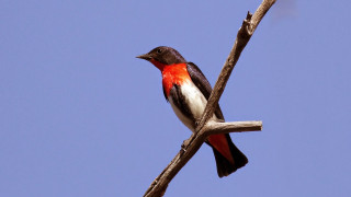 Bird branch blue sky red - stripe free wallpaper