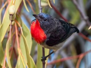 Small bird tree branch leaves - a small bird free wallpaper for desktop