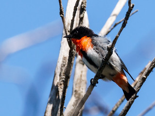 Orange black bird tree branch - vibrant free wallpaper