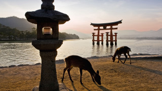 Deer grazing sand water tori - two deer free wallpaper