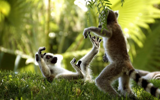 Small animals playing grass sunlight - the sun light free wallpaper for desktop