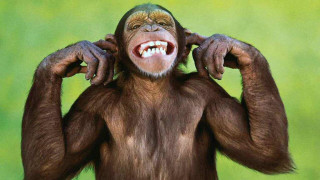 Smiling monkey hands on head 2 - a big smile free wallpaper for desktop