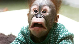 Surprised monkey green sweater face - a green sweater free wallpaper