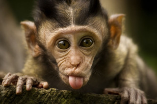 Monkey sticking tongue out tree - david young cameron free wallpaper