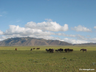 Horses grazing lush green field - a lush green field free wallpaper