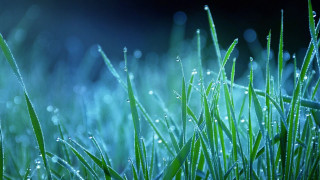 Grass water droplets macro bokeh - a close up of grass free wallpaper