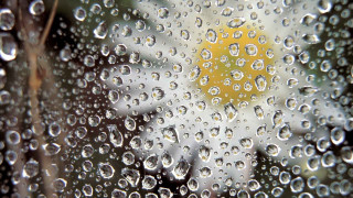 Rainy window yellow flower macro - a close up of a rain free wallpaper for desktop