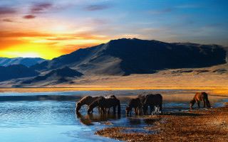Horses drinking water lake sunset - amir zand free wallpaper for desktop