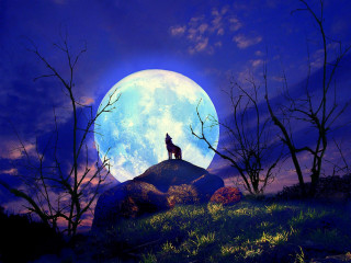 Wolf hill fullmoon trees foreground - a wolf free wallpaper