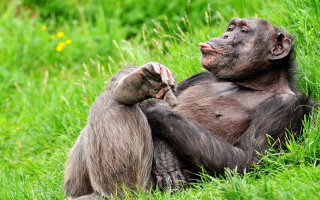 Monkey sitting grass hands back - its hand free wallpaper