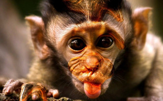 Monkey tongue oldman wrinkled mustache - free animals wallpaper for desktop